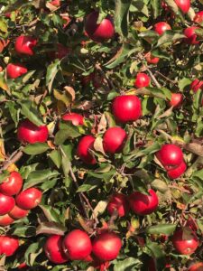 Fragment drzewa z zielonymi liśćmi i czerwonymi owocami jabłek