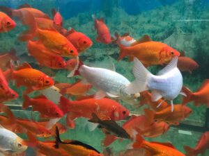 Liczne pomarańczowe i białe rybki w dużym akwarium