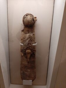 Mumia kota eksponowana pionowo