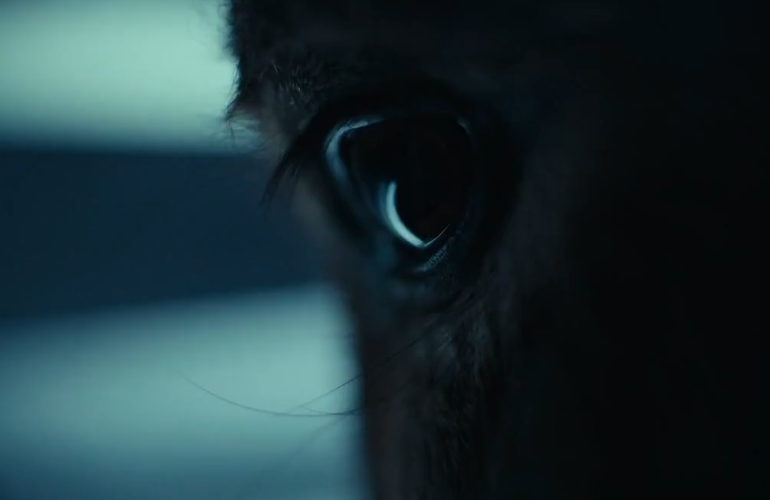 Zbliżenie oka konia - kadr z filmu IO Jerzego Skolimowskiego