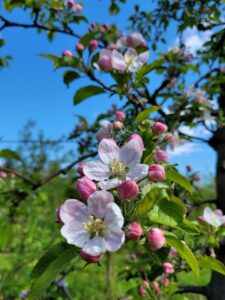 Gałąź kwitnącej jabłoni na tle zielonych liści