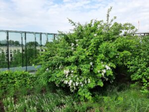 Dzuży zielony krzew z białymi kwiatami i szklanym tunelem w tle
