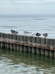 Mewa, rybitwa i kilka kaczek stojących na falochronie otoczonym wodą