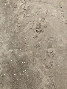 Szary piasek z licznymi śladami odciśniętych butów i psich łap