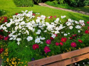 Liczne białe i czerwone kwiaty zd uzymi płatkami rosnące na jasnozielonym trawniku