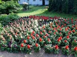 Rabata z licznymi kwiatami szałwi w kolorze czerwonym i fioletowym