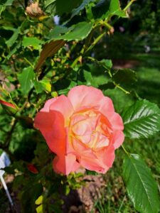 Różowo-żółty kwiat róży