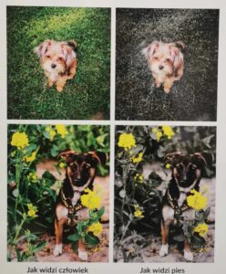 Tablica informacyjna z czterema fotografiami pokazującymi różnice w widzeniu kolorów przez psa i człowieka