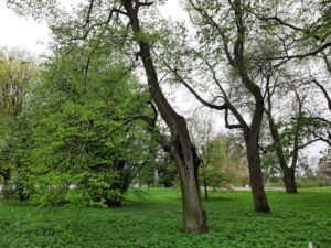 Kilka rosnących starych drzew z odsłonięta korą i licznymi zielonymi liśćmi