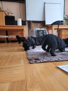 Cztery czarne szczeniaki pudli dużych chodzące po szarym dywanie i drewnianej podłodze