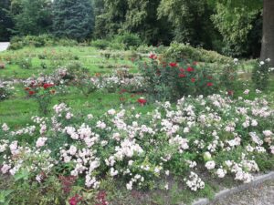 Różnokolorowe odmiany róż kwitnące na zielonej przestrzeni poprzedzielanej alejkami spacerowymi