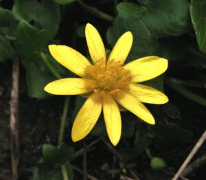 Żółty kwiat z cienkimi płatkami na tle dużych zielonych liści