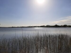 Rozległy zbiornik wodny z rosnącymi trawami na pierwszym planie oraz odbijające się słońce na powierzchni wody