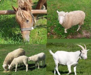 Połączone w jedno cztery zdjęcia przedstawiające konia owce i kozę na tle trawy