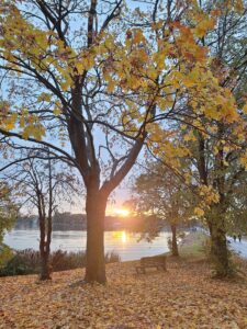 Kilka drzew z żółtymi liśćmi na tle niebieskiego nieba i zachodzącego słońca