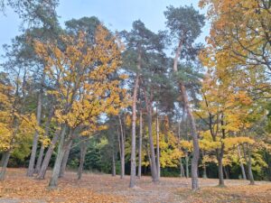 Kilka drzew z żółtymi liśćmi na tle wielu zielonych drzew iglastych