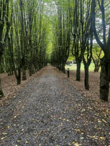 Parkowa aleja obsadzona po dwóch stronach wysokimi drzewami z zielonymi liśćmi