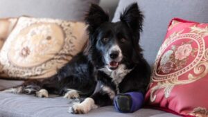 Psoty - reżyseria Kacper Lisowski - materiały prasowe - Kino Świat