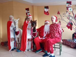W sali cztery dorosłe osoby w mikołajowych strojach i dwie alpaki stojące pomiędzy nimi