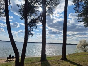 Jasnoniebieskie niebo z białymi chmurami widoczne przez pionowe pnie czterech drzew rosnących na brzegu zbiornika wodnego