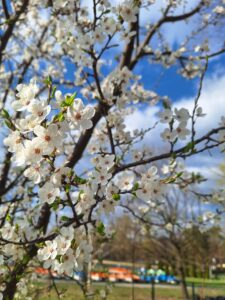 Liczne białe kwiaty rosnące na cienkiej gałęzi na tle niebieskiego nieba